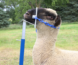 Nose Loop Head Piece 0730