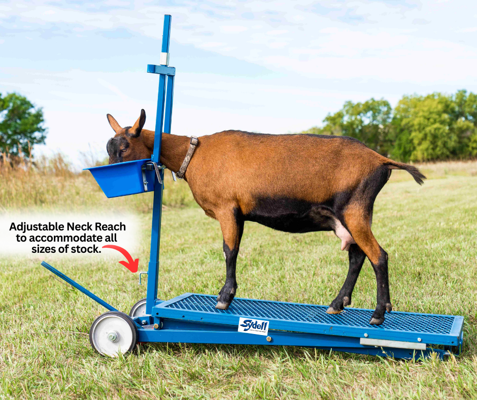 Sheep and goat show stand setup designed for safer handling and routine management