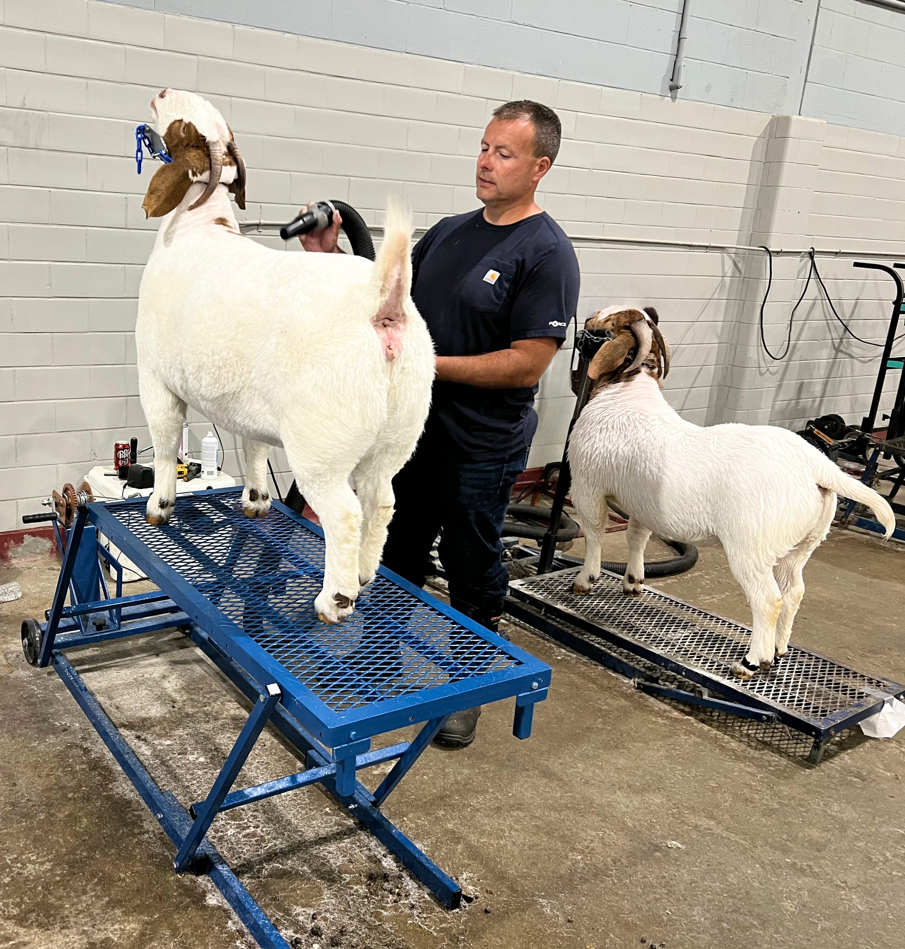 Winch Blocking Stand - up to 30 | Sheep & Goat Show Equipment