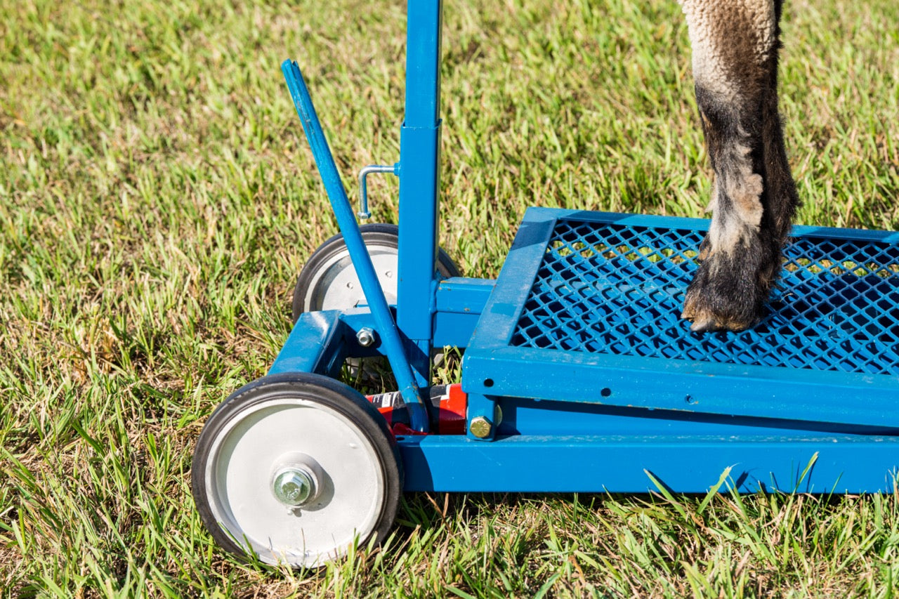 Hydraulic Stand w/735 Milking Stanchion for Sheep & Goats 0781 installed in barn layout for efficient sheep and goat handling