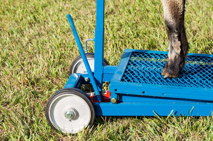Hydraulic Stand w/735 Milking Stanchion for Sheep & Goats 0781 installed in barn layout for efficient sheep and goat handling