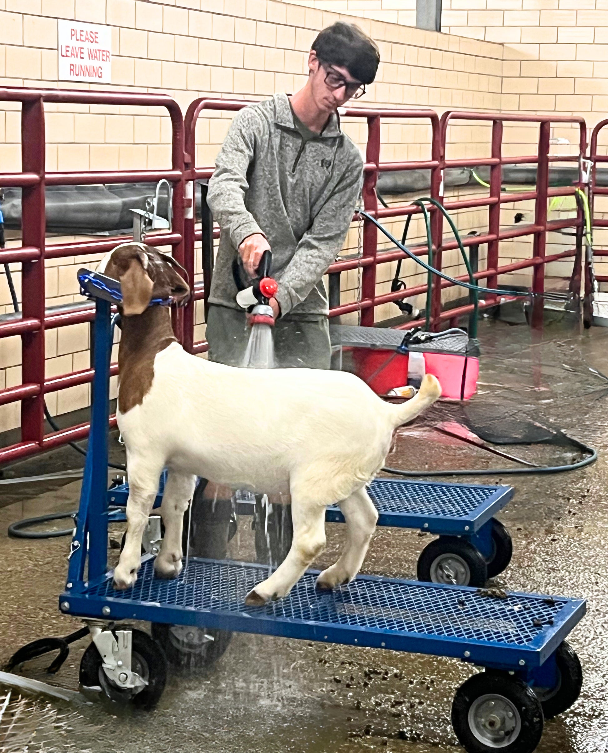 Barn system used for hoof trimming, sorting and controlled livestock movement