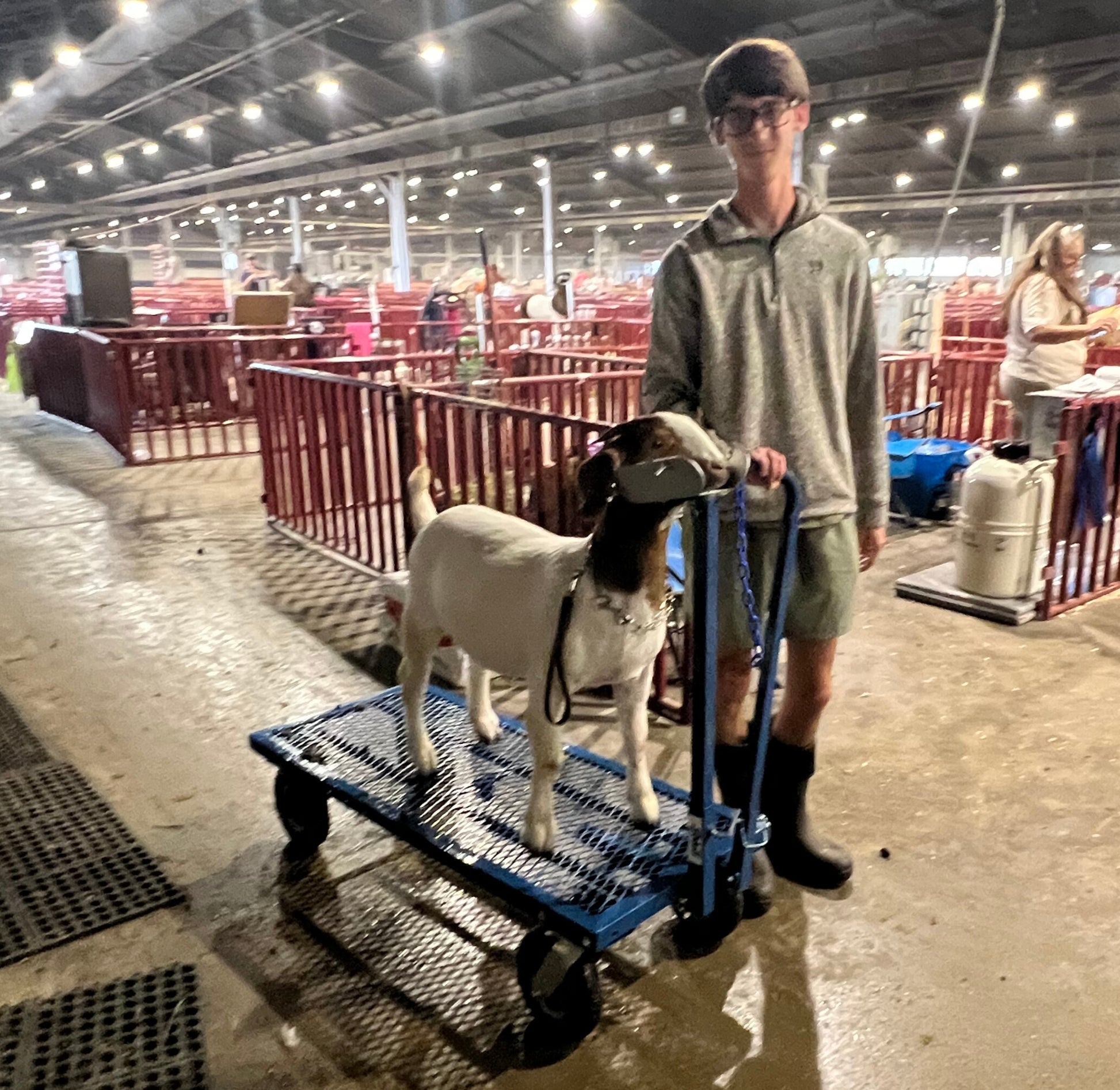 E.Z. Rider Wash Cart for Sheep & Goats 0785EZN installed in barn layout for efficient sheep and goat handling