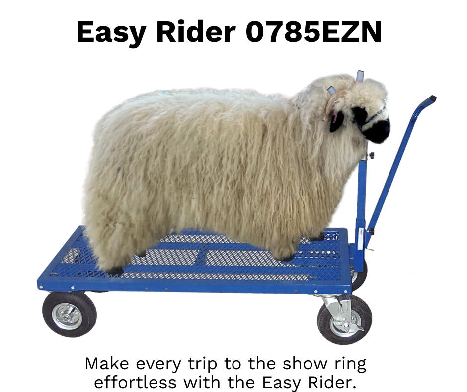 Sheep and goat handling equipment setup designed for safer handling and routine management