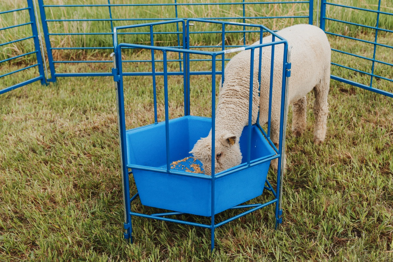 Bale feeder used for hoof trimming, sorting and controlled livestock movement