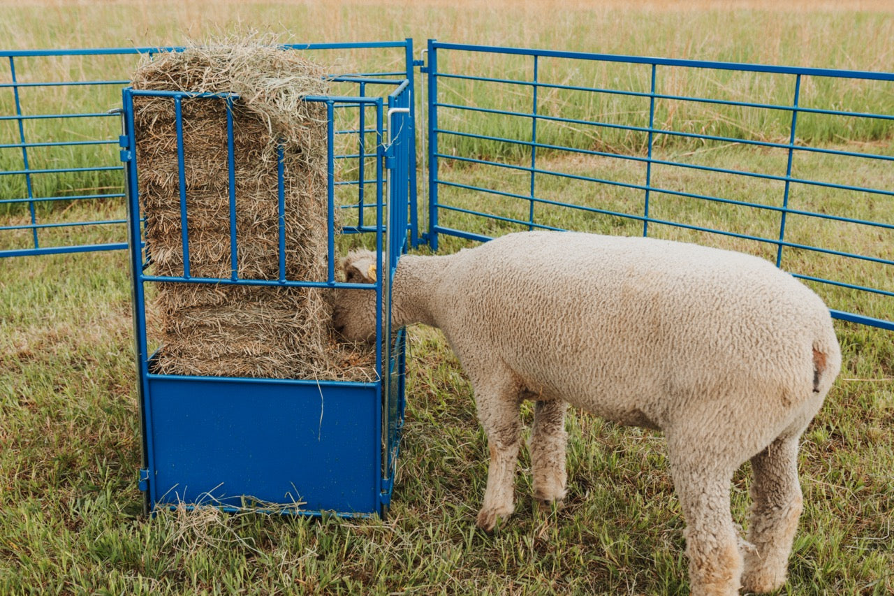 Sheep and goat grain feeder setup designed for safer handling and routine management