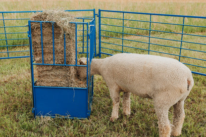 Sheep and goat grain feeder setup designed for safer handling and routine management