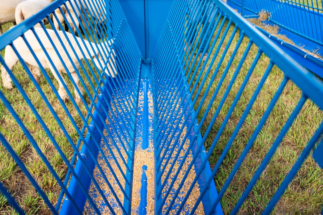 Sheep and goat grain feeder setup designed for safer handling and routine management