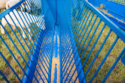 Sheep and goat grain feeder setup designed for safer handling and routine management