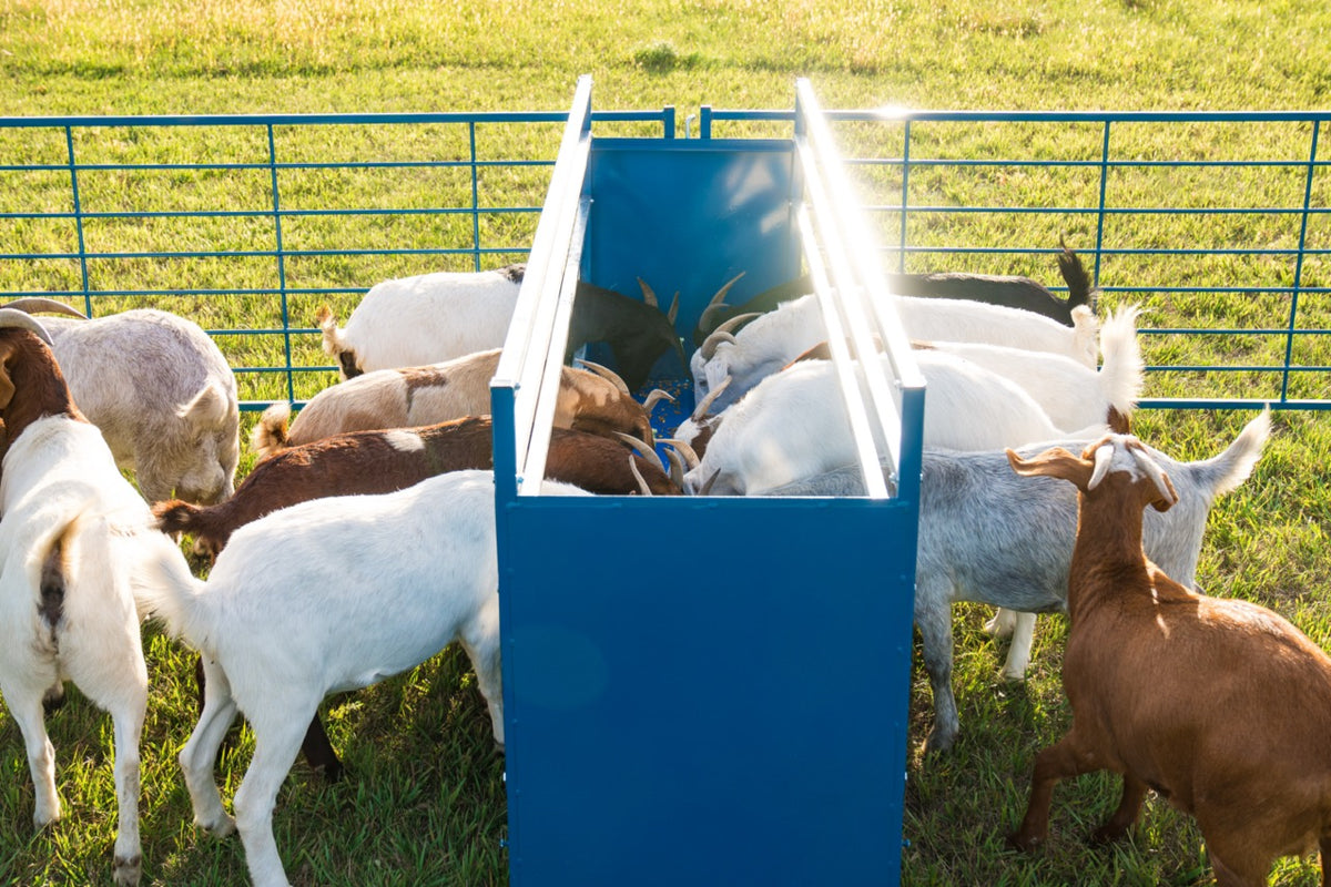 2-Sided Horizontal Combination for Sheep & Goats | Sydell – Sydell, Inc