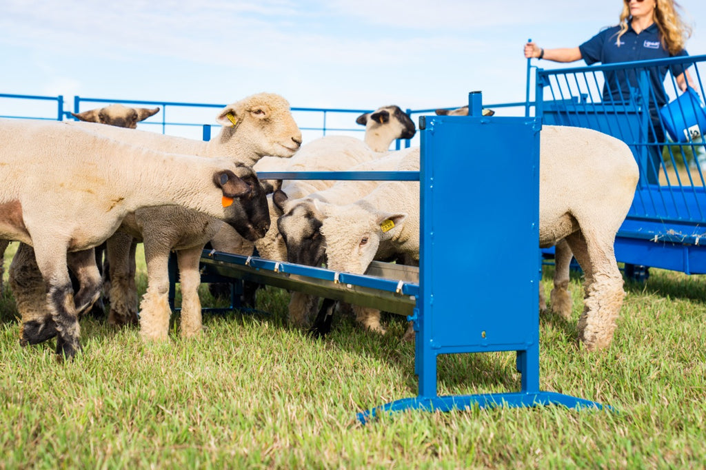 Grain Feeder Flat Trough 852F 4 Sydell Inc grain-feeder-flat-trough-852f-4-sydell-inc