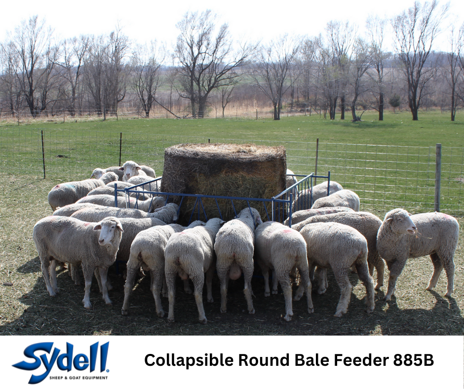 Sheep and goat grain feeder setup designed for safer handling and routine management