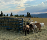 Collapsible Bale Feeders - Horizontal Manger (886/887)