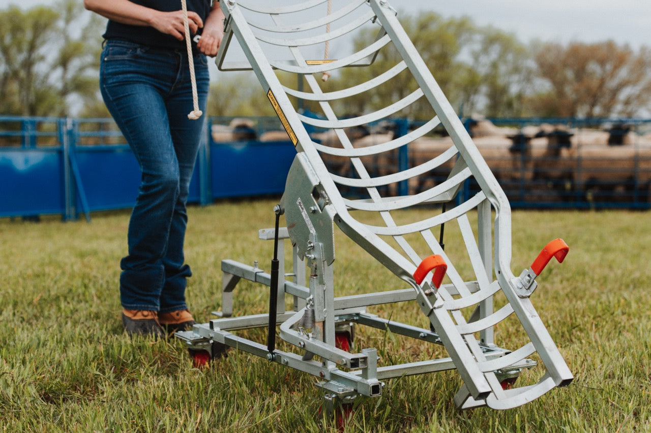 Sydell Laparoscopic table for artificial insemination for goat and sheep fertilization