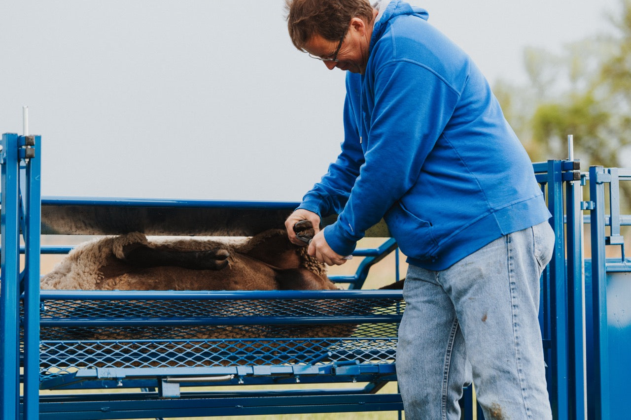 Sydell tilt table for goat and sheep care livestock equipment