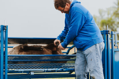 Sydell tilt table for goat and sheep care livestock equipment