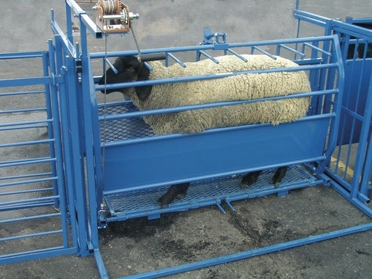 Sheep and goat turntable setup designed for safer handling and routine management