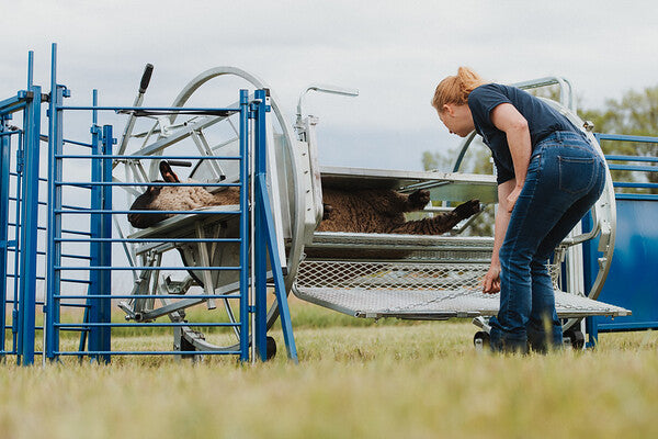 Sydell spin doctor head gate access for goats and sheep