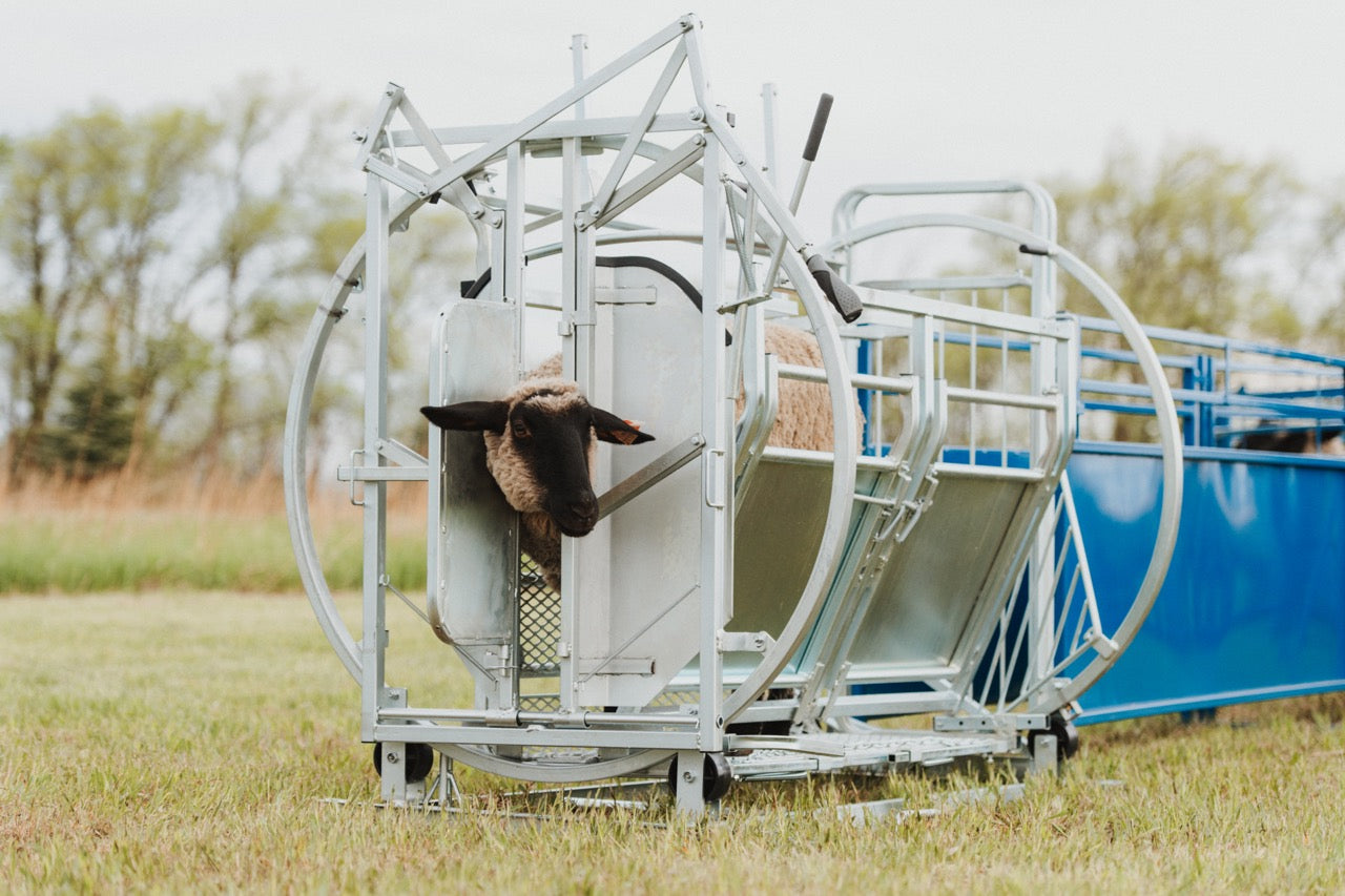 Sheep and goat sorting alley setup designed for safer handling and routine management