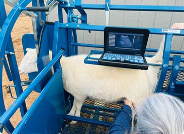 Livestock chute system used for hoof trimming, sorting and controlled livestock movement