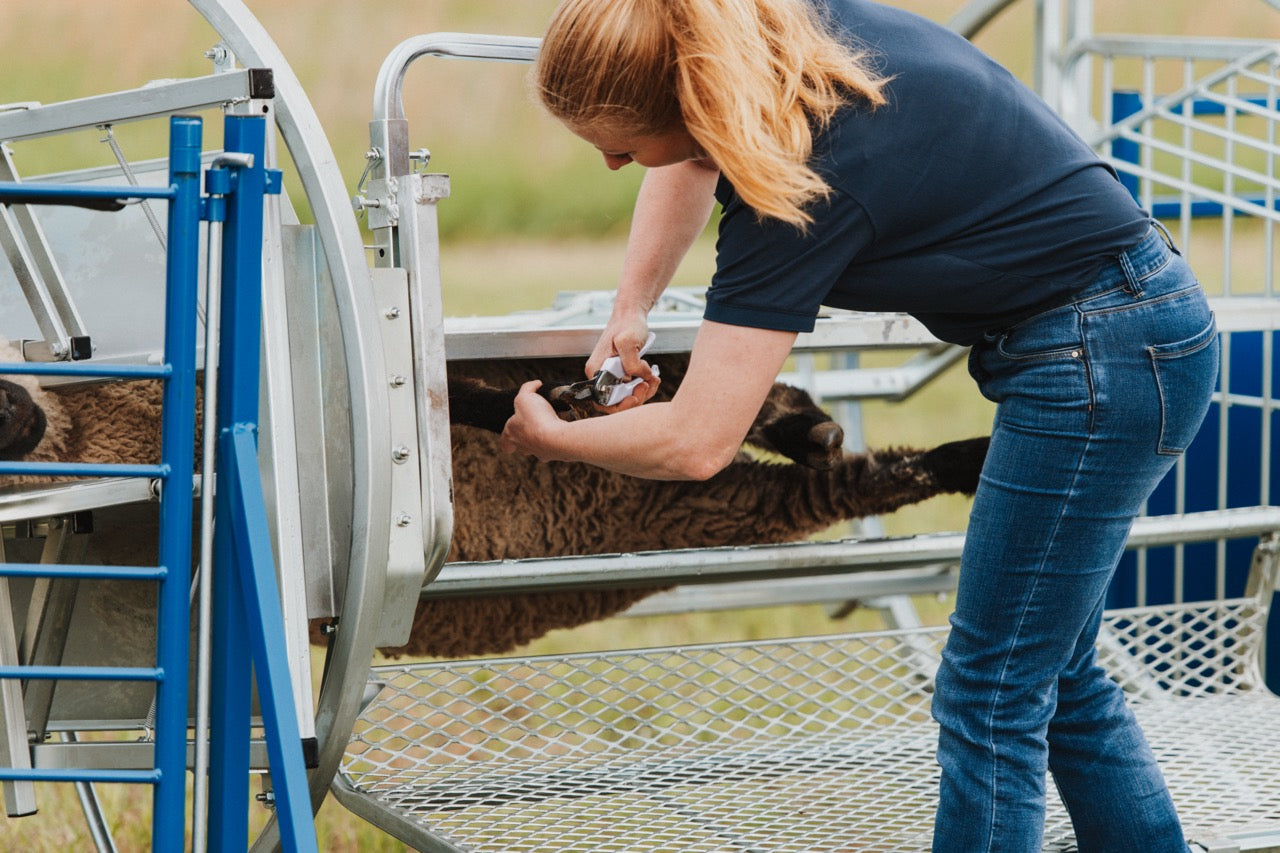 Sydell Deluxe Spin Doctor for tilting goats and sheep for hoof trimming sheep and goat equipment