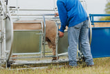 Sydell Deluxe Spin Doctor for tilting goats and sheep for hoof trimming sheep and goat equipment