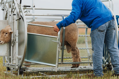 Sydell Deluxe Spin Doctor for tilting goats and sheep for hoof trimming sheep and goat equipment