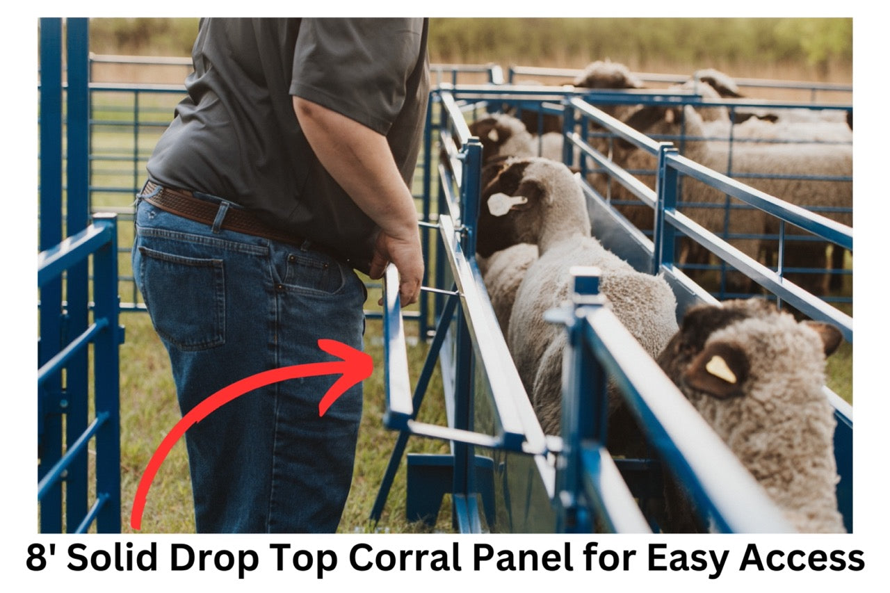 Sheep and goat handling equipment setup designed for safer handling and routine management