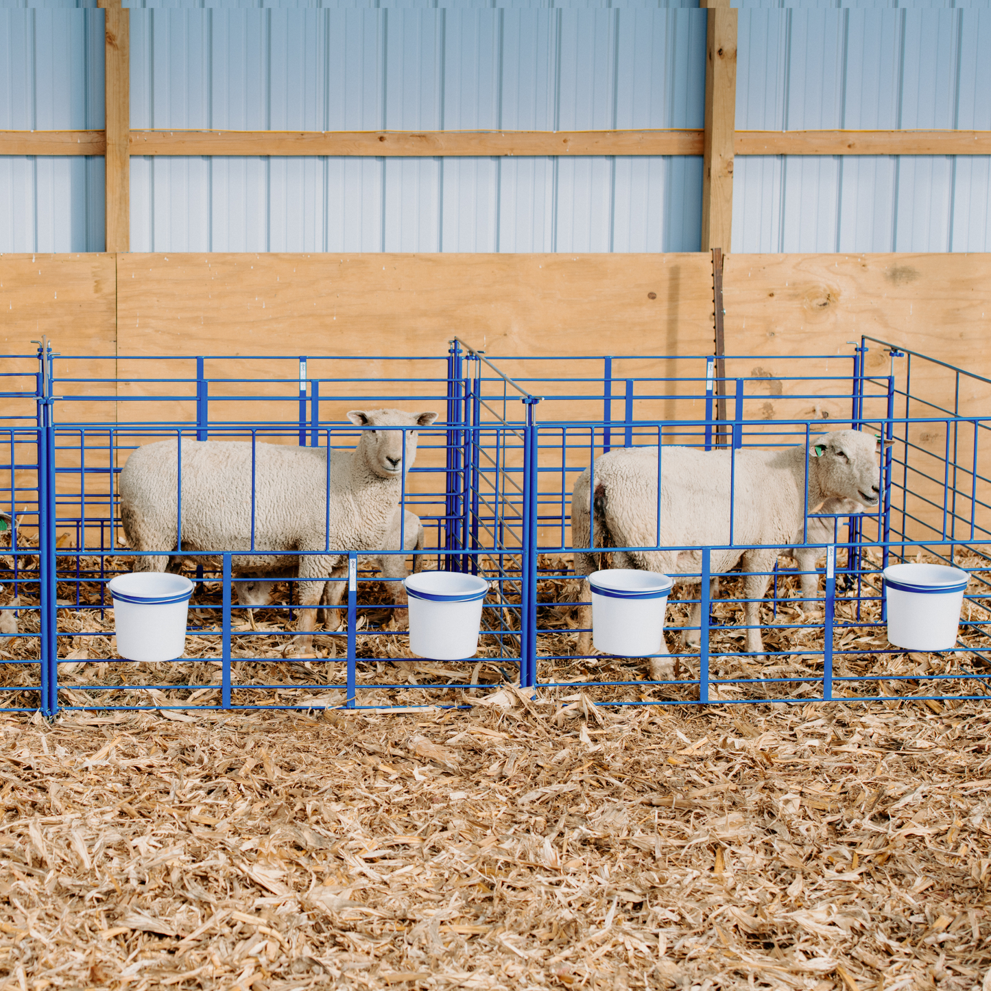 Freestanding Starter Pens for Sheep & Goats | Sydell #0112A