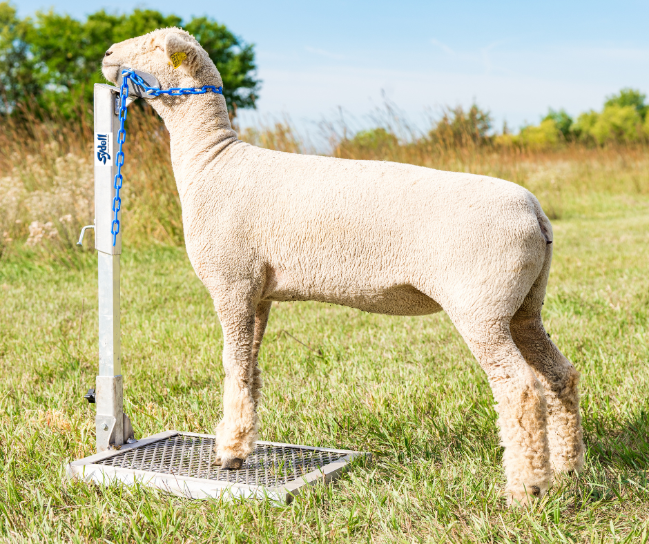 Aluminum Headpieces Chose From Small Head Piece Large Head Piece Nose Loop Head Piece sheep and goat handling equipment for livestock handling and a