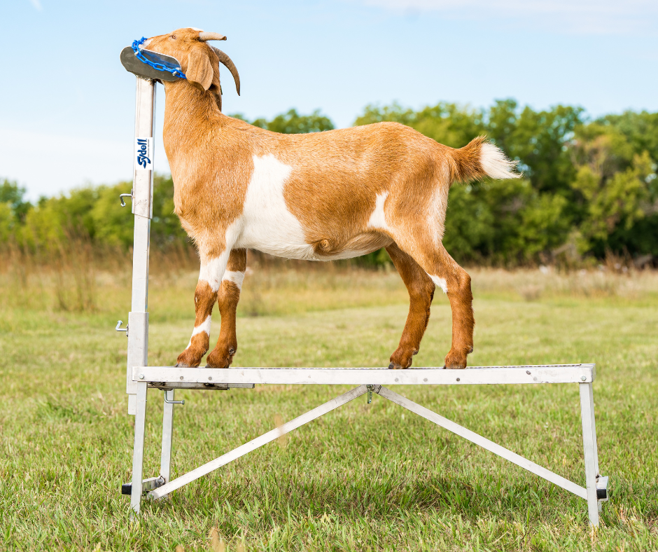 Panel system used for hoof trimming, sorting and controlled livestock movement