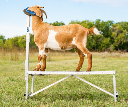 Panel system used for hoof trimming, sorting and controlled livestock movement