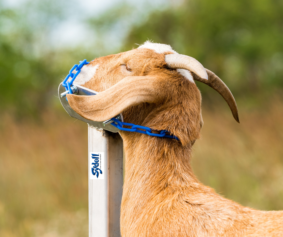 Detail view of handling equipment connection and adjustable components for sheep and goats