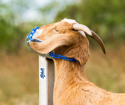 Detail view of handling equipment connection and adjustable components for sheep and goats