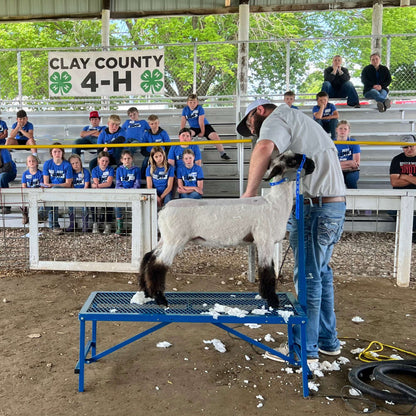 Fold-Up Fitting Stand for Sheep & Goats | Sydell #0705 / #AL0745