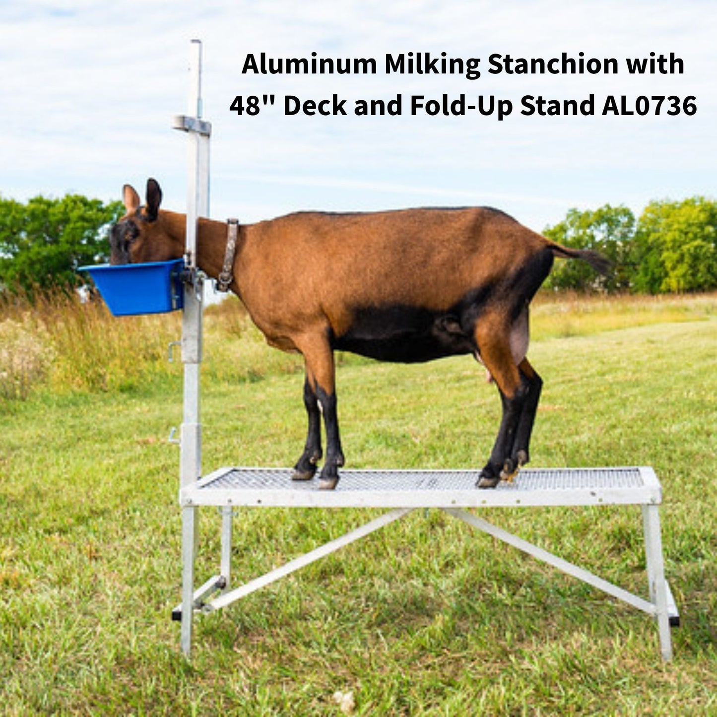 Fold-Up Milking Stanchion with 48" or 36" Deck & Poly Feeder Set 0736 for Sheep & Goats | Sydell #0736-36 / #0736 / #AL736-36 / #AL0736