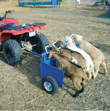 Sheep and goat handling equipment setup designed for safer handling and routine management