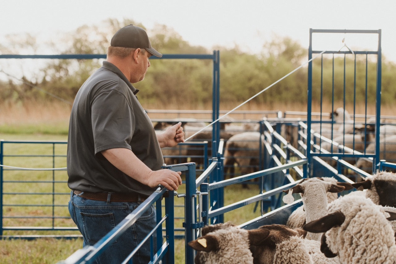Sydell Guillotine gate for goat and sheep corral livestock farm equipment