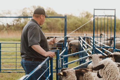 Sydell Guillotine gate for goat and sheep corral livestock farm equipment
