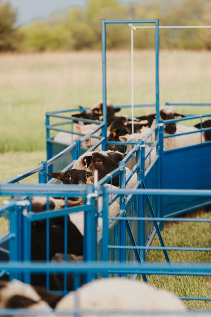 System G Working System (989) installed in barn layout for efficient sheep and goat handling