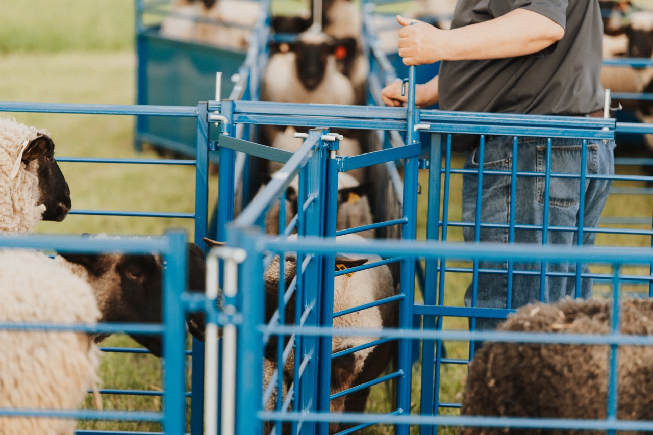 Sydell two-way sorting gate with bifold for goat and sheep herding and sorting