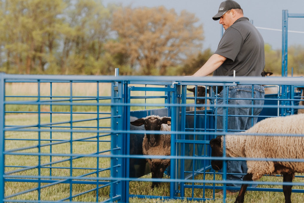 Sheep & Goat Working Stock Equipment | Handling & Management | Sydell ...