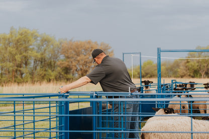 Sydell 2-way sorting gate for herding livestock sheep goat farm