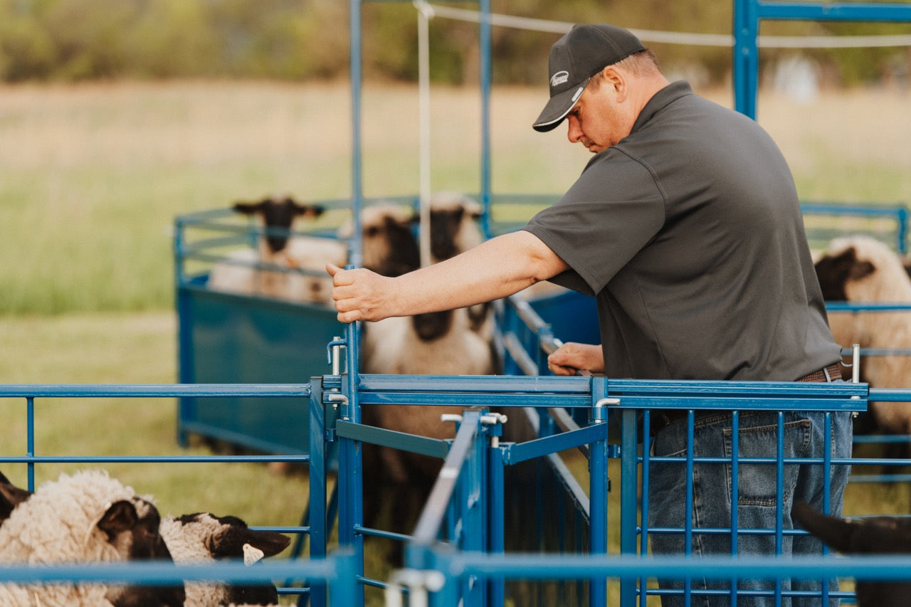 Sydell two-way sorting gate with a slide gate for sorting and herding sheep and goats on the farm livestock herding handling