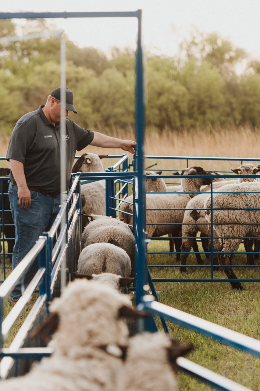 Sydell 2-way sorting gate for herding livestock sheep goat farm