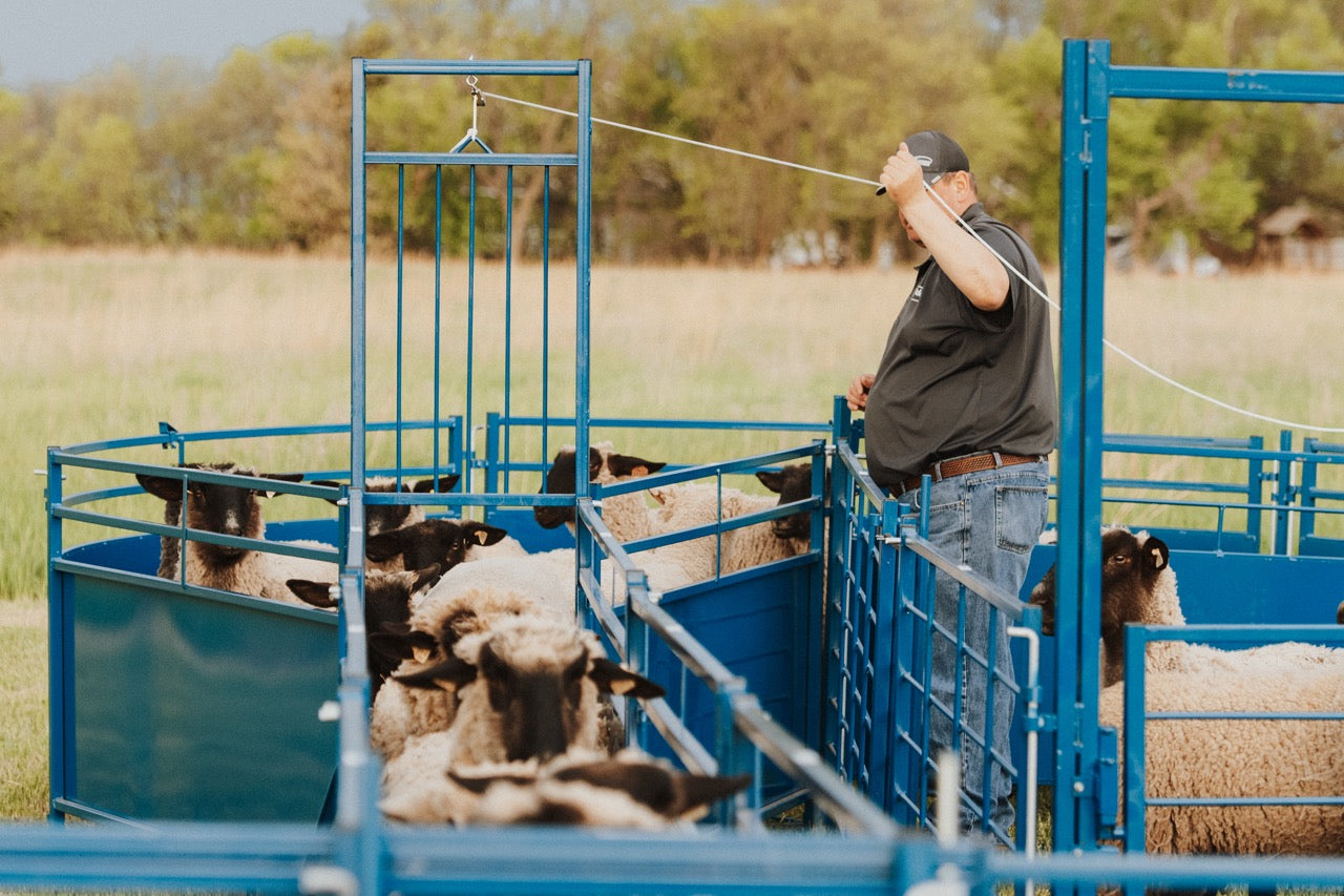 Sydell Guillotine gate for goat and sheep corral livestock farm equipment