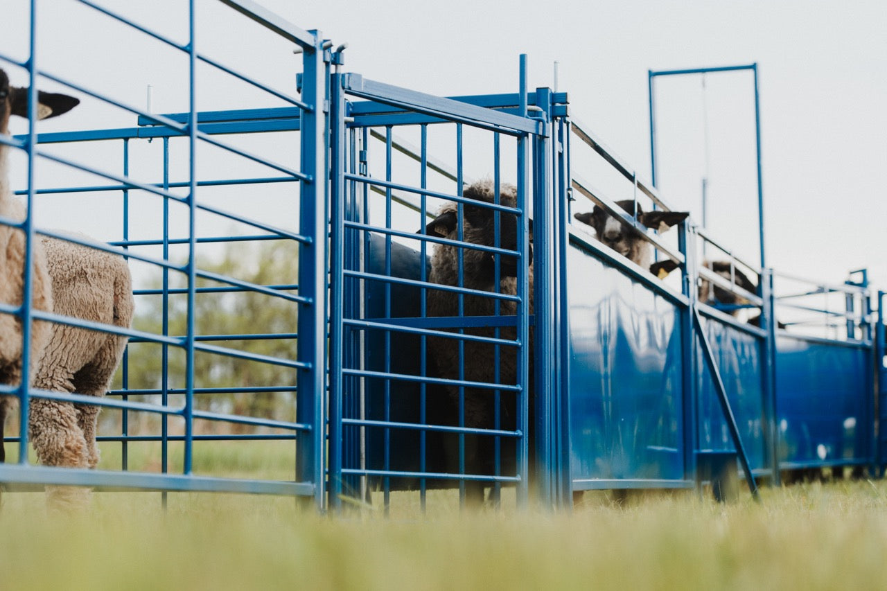 Detail view of working system connection and adjustable components for sheep and goats