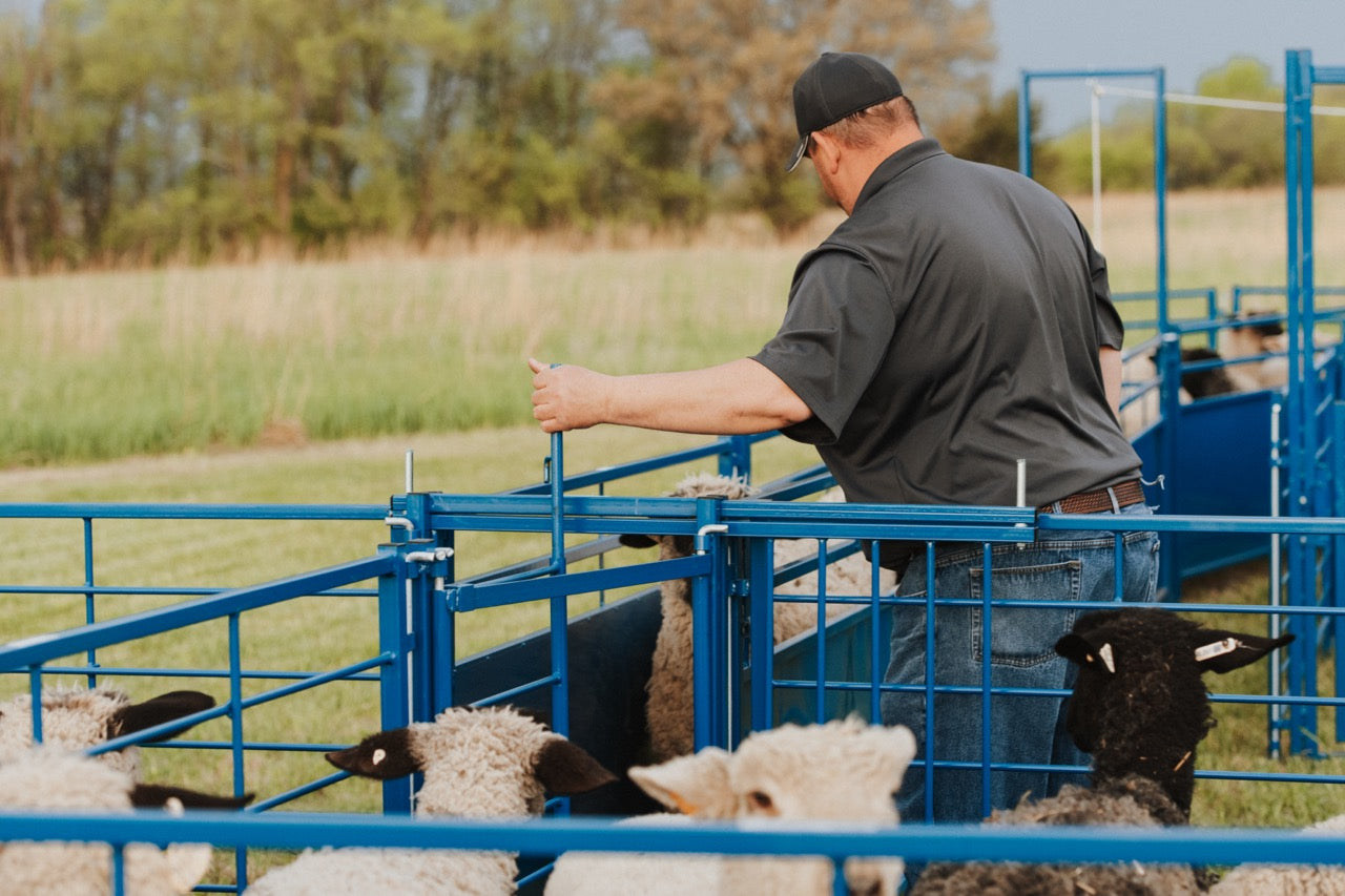 Sydell two-way sorting gate with bifold for goat and sheep herding and sorting