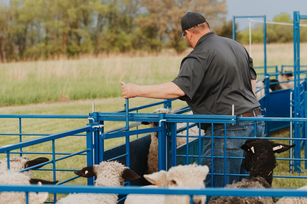 Sheep & Goat Working Stock Equipment | Handling & Management | Sydell ...