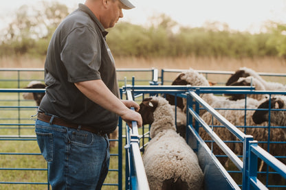 Barn system used for hoof trimming, sorting and controlled livestock movement
